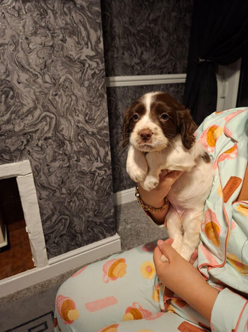 Cocker spaniel pups