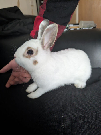 Looking to rehome my rabbit