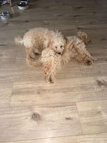 Puppies for sale