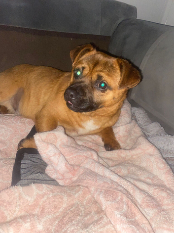 3 dogs to rehomed
