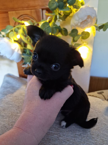 Stunning Long-Haired Apple Head Chihuahua Puppies Ready Soon