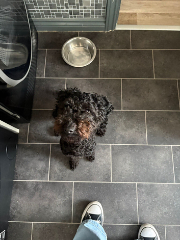 Cross Bedlington poodle bitch 1 year old