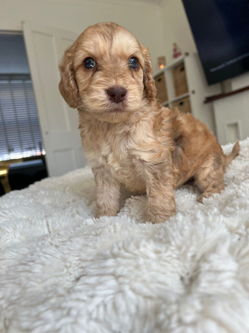 Cockapoo puppies