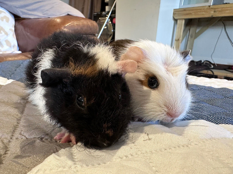 2 baby boy guinea pigs 8 weeks old