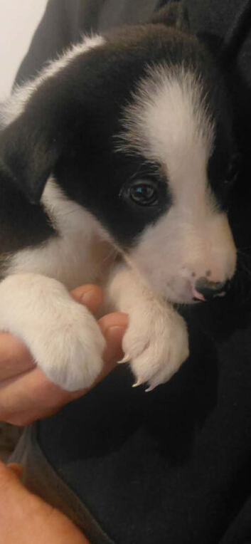 Border collie