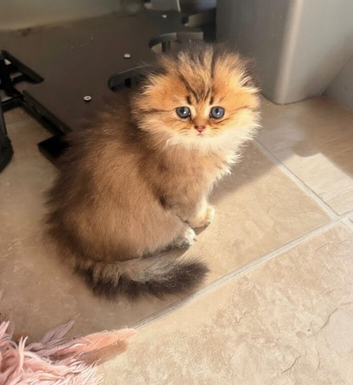 Teddy Bear Scottish / Persian cross Fold Kittens for Sale