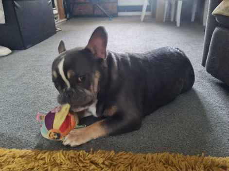 French/english bulldog puppy