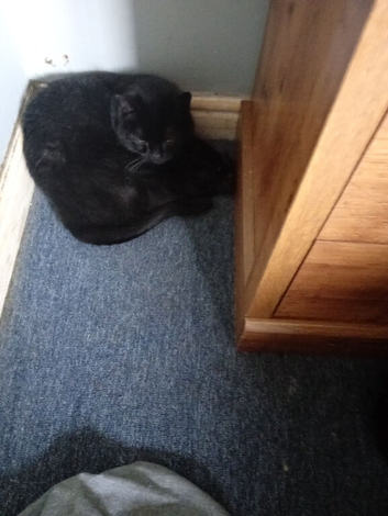 Cat for  sale