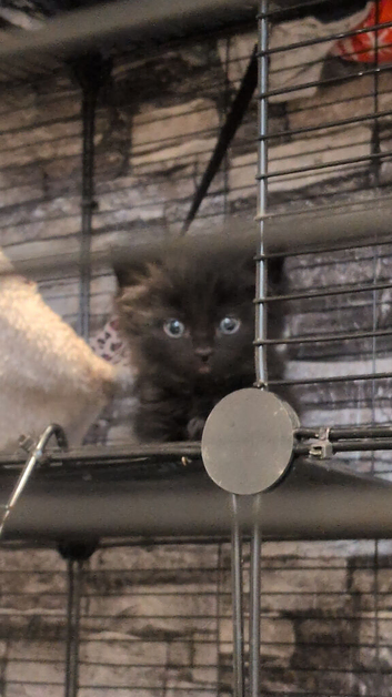 Kittens
