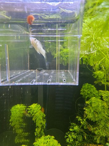 White/silver molly male