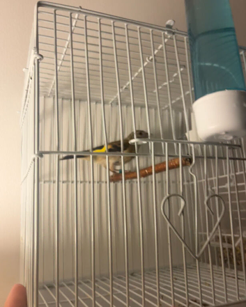 Baby Goldfinch for sale