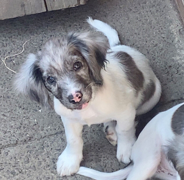 Cocker spaniel pups