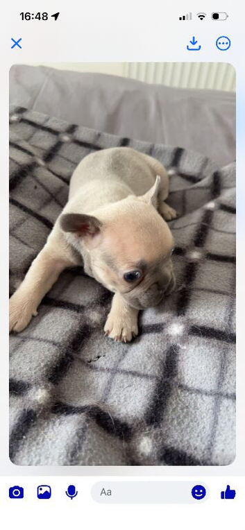 Beautiful little girl frenchie