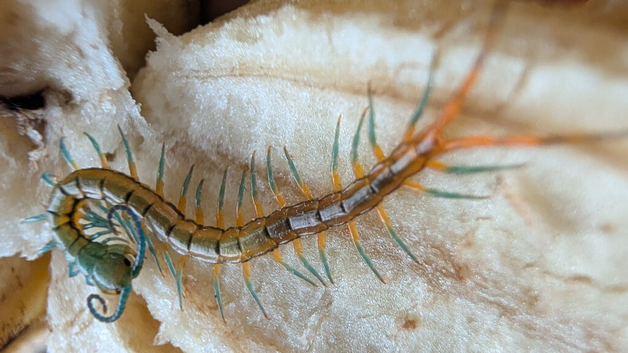 CB scolopendra pedelings for sale