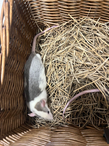 Dumbo X Rex rats