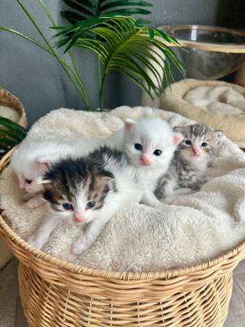 Four very fluffy kittens