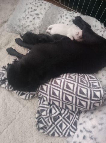 4 beautiful girl puppies