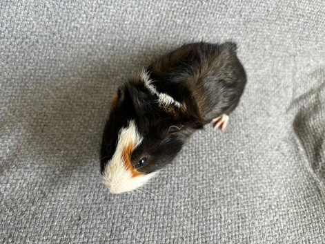 Baby male