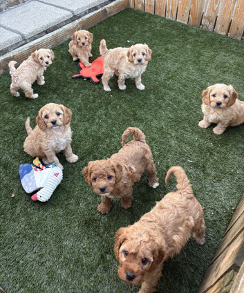 Stunning litter of Cavachon pups