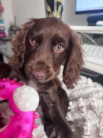 Cocker Spaniel