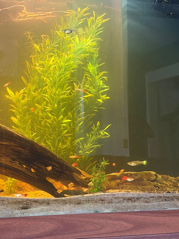 Guppies