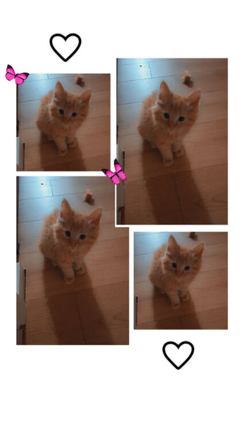 Ragdoll girl 12 weeks
