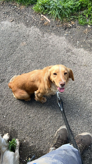 Female cocker spaniel
