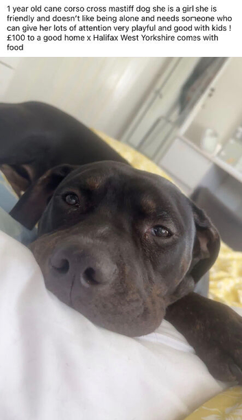Girl dog