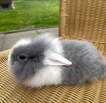 Baby bunnies ready to leave