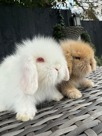 Stunning Mini Lion Lop Boys