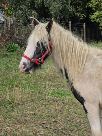 2yr old gelding