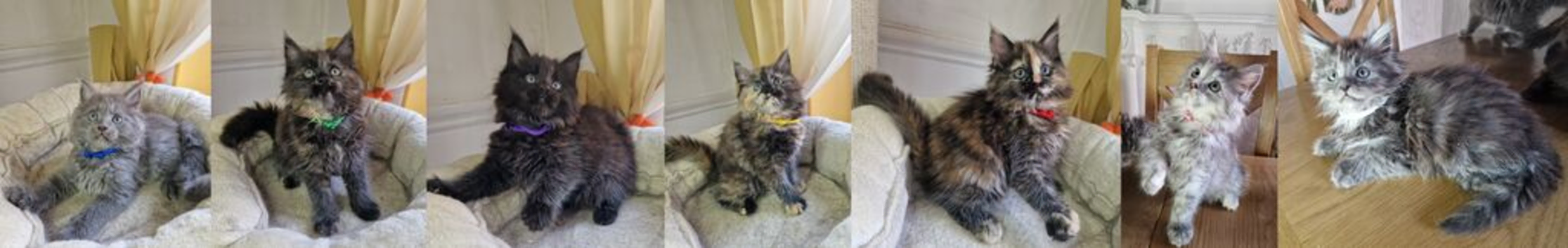 8 maine coons ready for new homes in Bury