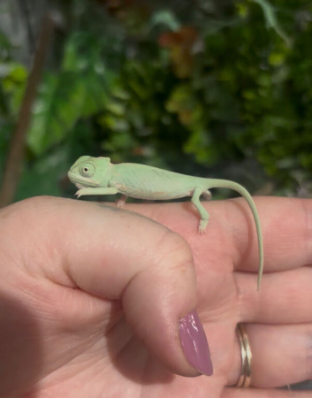 CB26 Yemen Chameleon Babies AVAILABLE SEPT/OCT 2026
