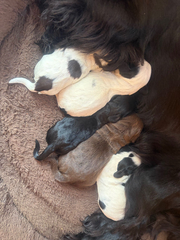 Cocker spaniel puppies