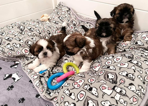 Molly's Shih Tzu Litter Of Puppies