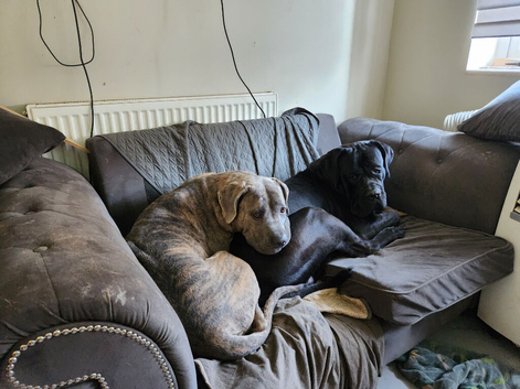 Puppies