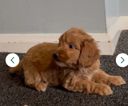 Cockapoo puppies..