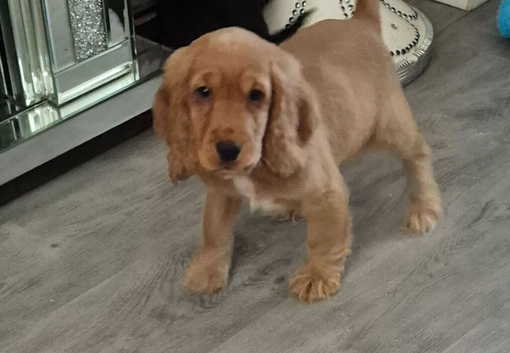 Cocker spaniel puppies