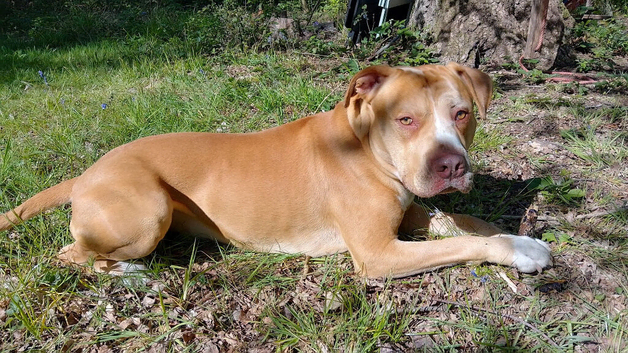 Looking for a Loving Home: Chico (2.5-Year-Old American Bulldog)