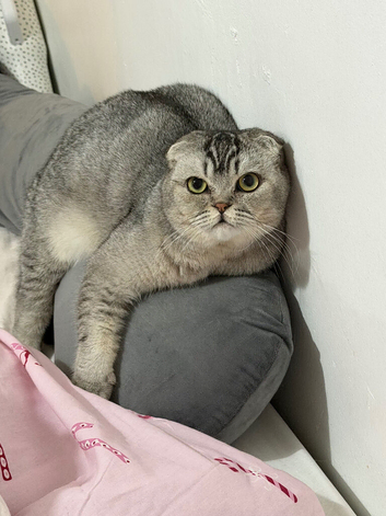 Scottish fold
