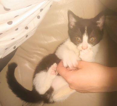 Black and white male kitten 9 weeks old
