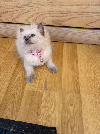 Ragdoll cat