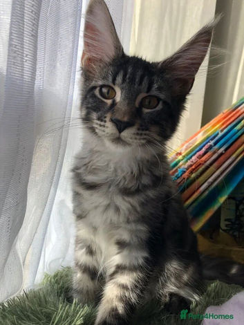 Tica female kitten