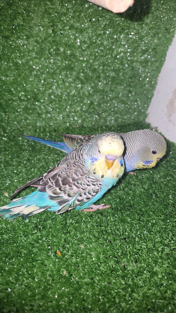 black face budgies