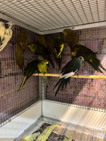 Various kakarikis
