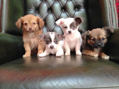 Chihuahua Puppies for sale. Ready for a loving home.