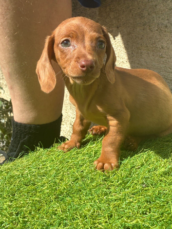 Beautiful miniature dachshunds for sale