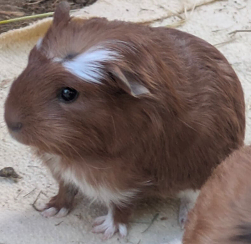 4 baby guineapig boars