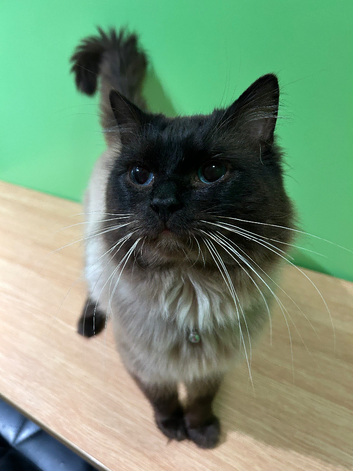 My beautiful ragdoll boy for stud!