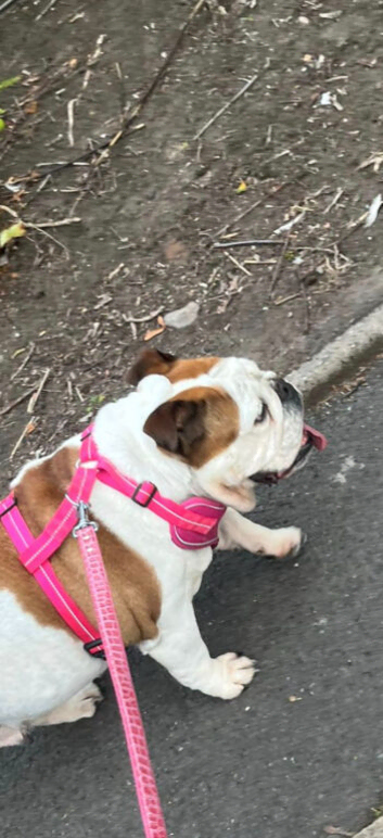 Female British bulldog